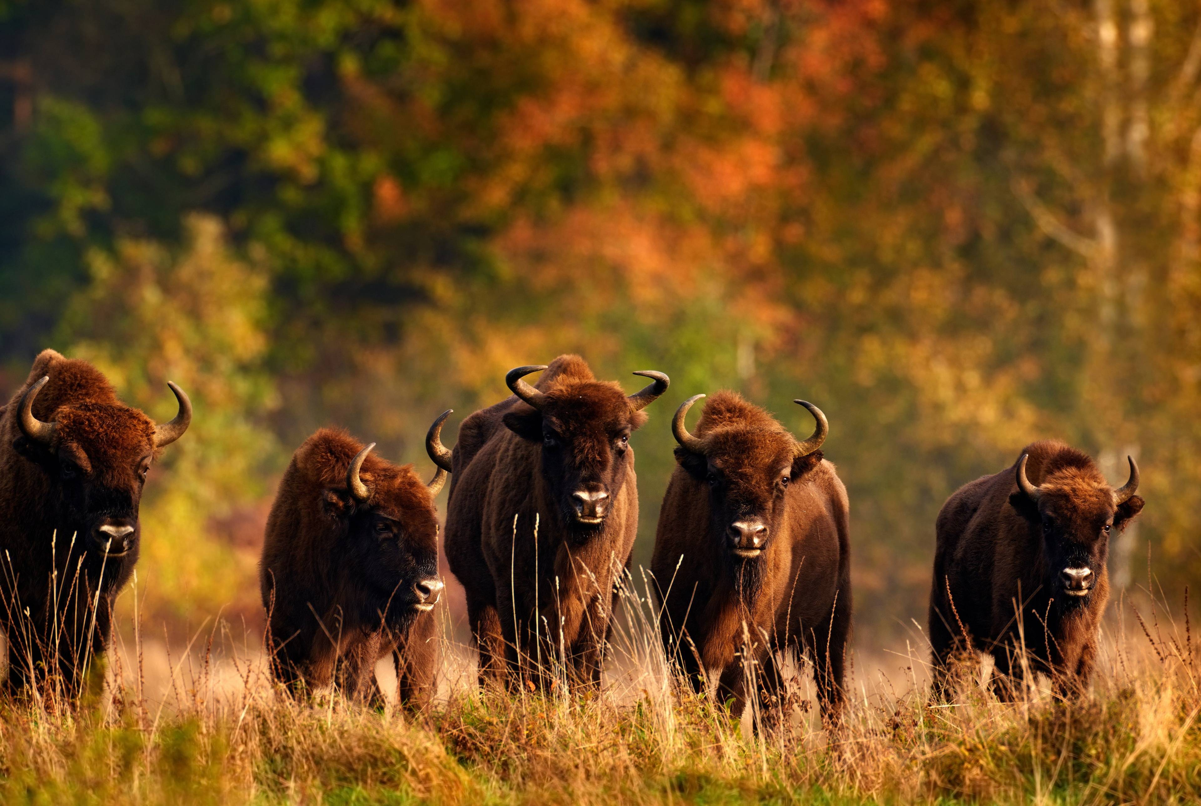 Meeting with wild and domestic animals in the suburbs of St. Petersburg