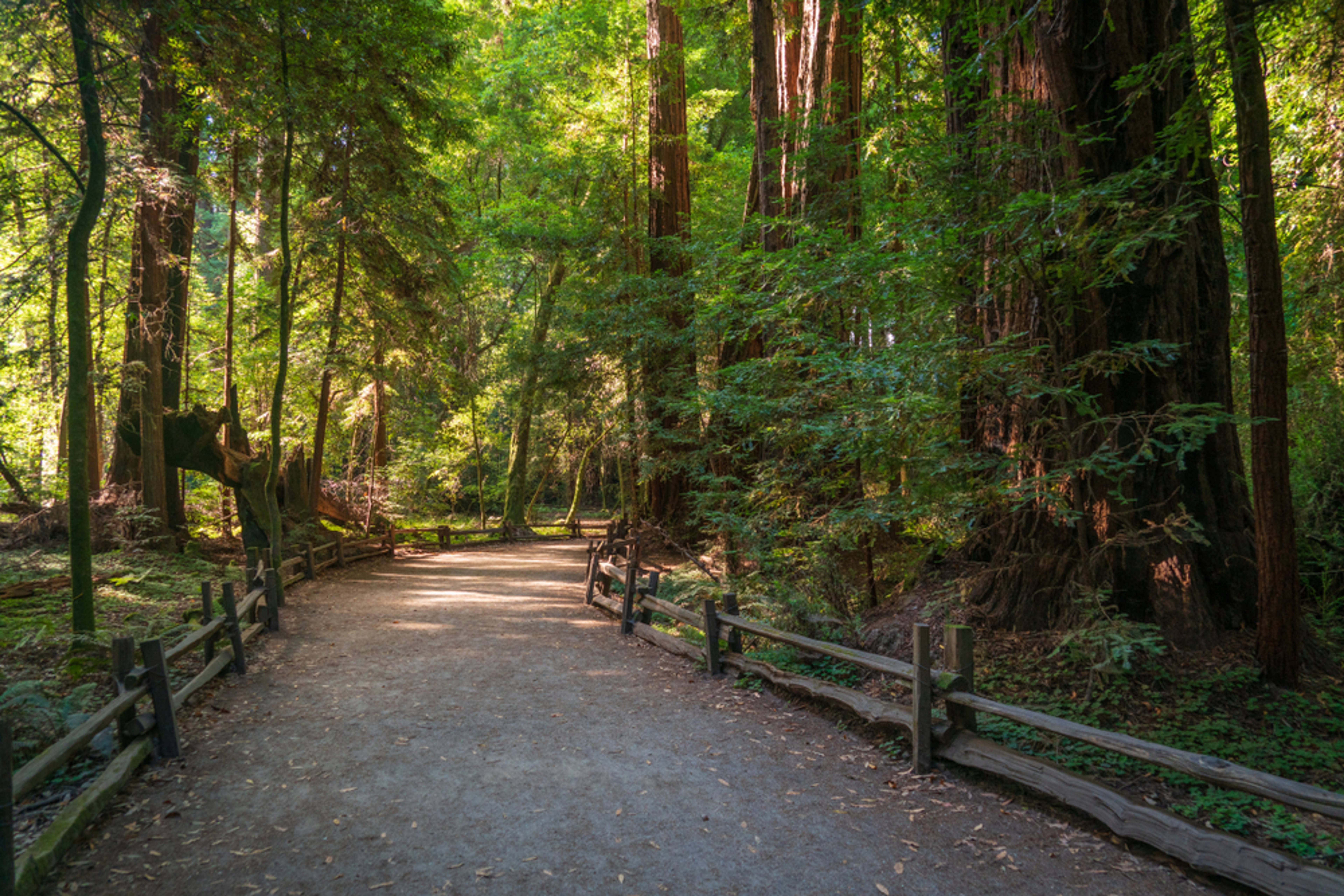 Parc d'État Henry Cowell Redwoods