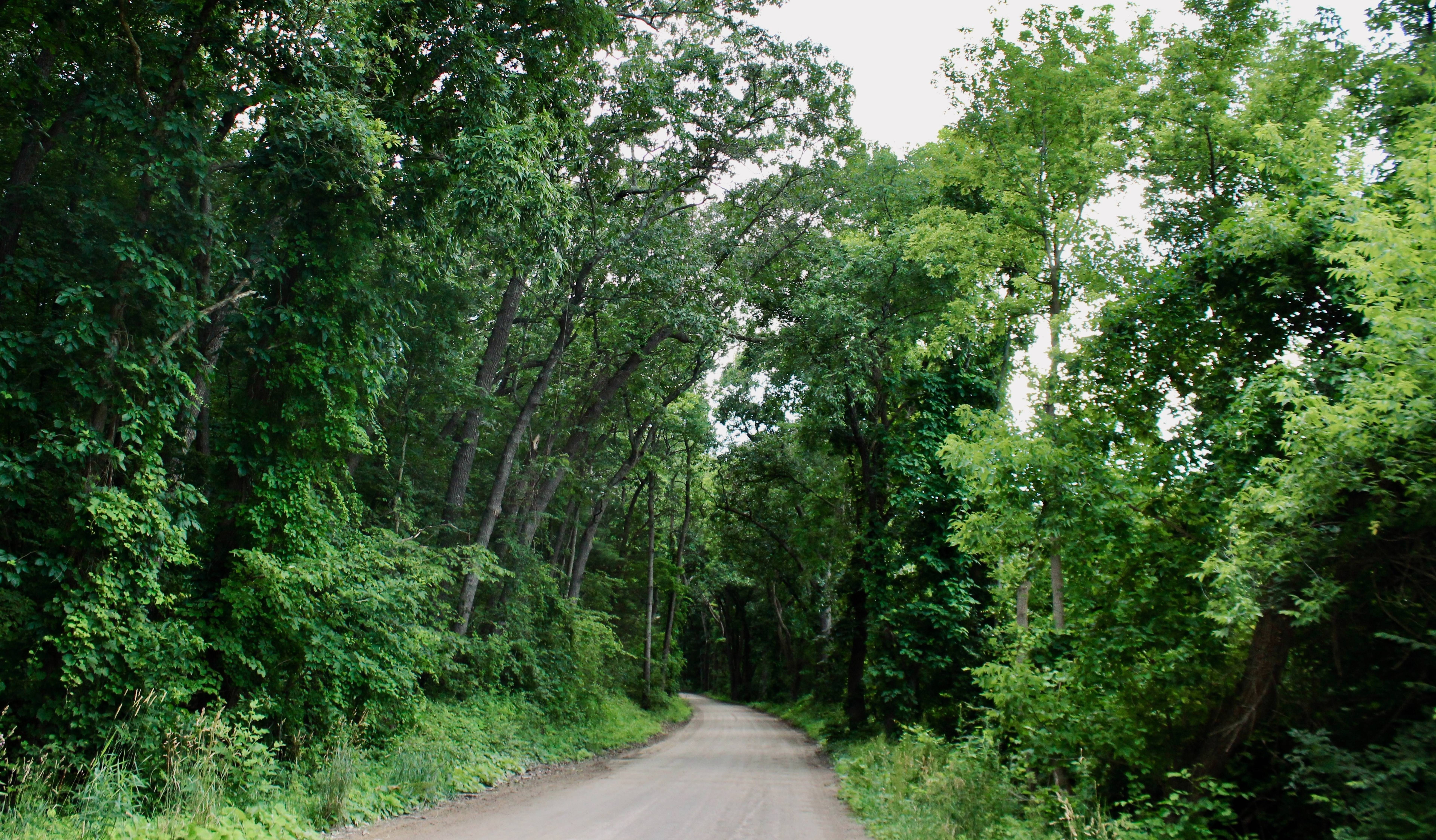 Bosque de Stinchfield