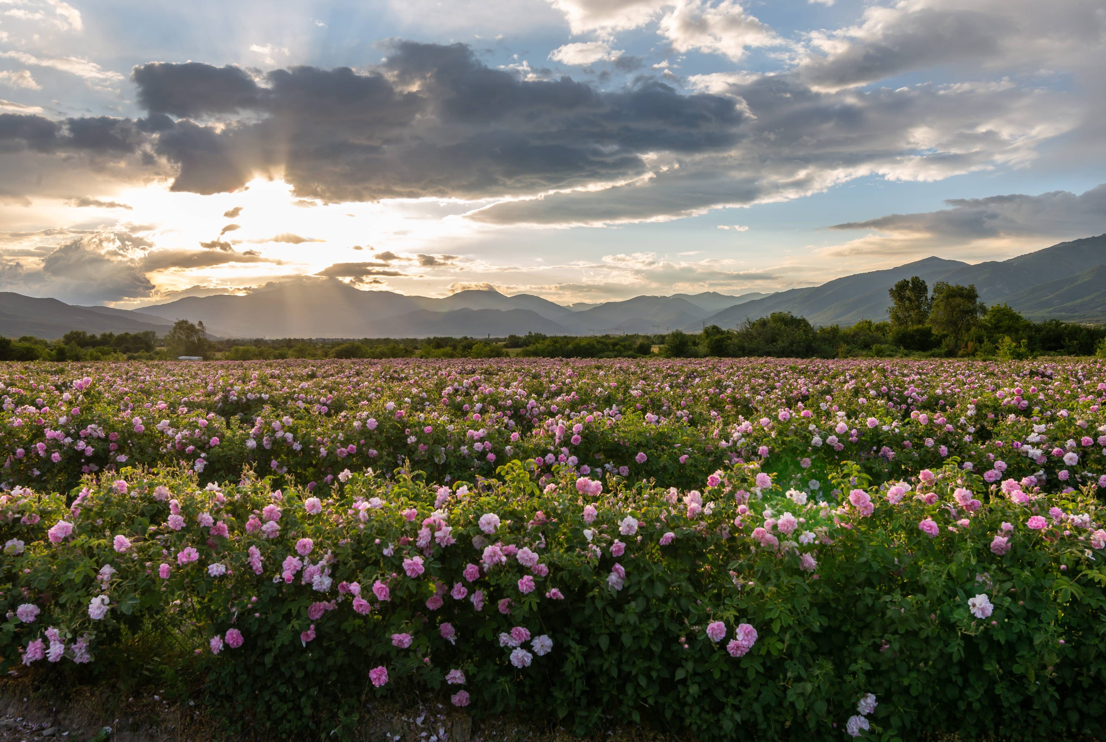 Experience the June Rose Festival and Bulgaria's Rich Thracian History 