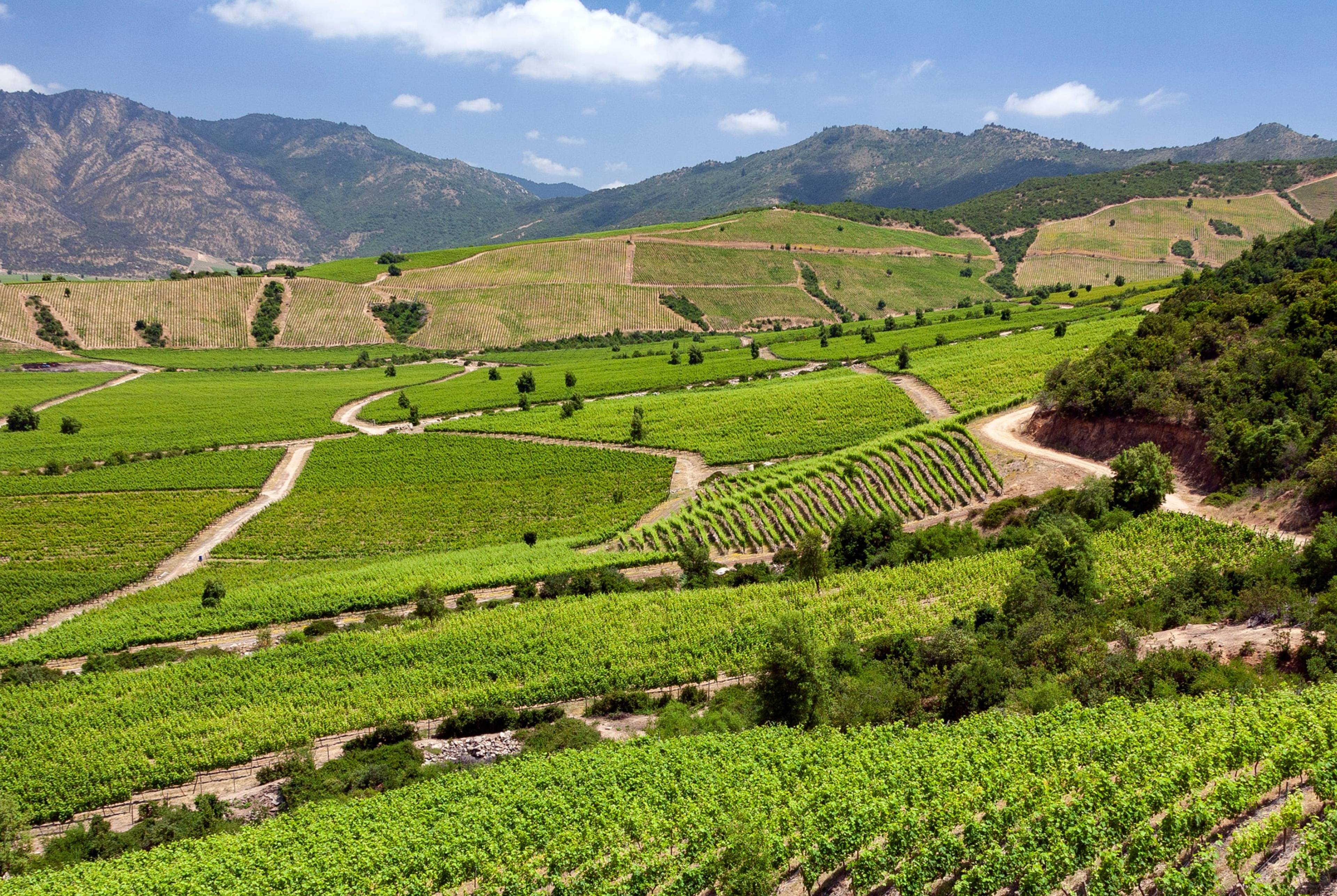 The Colchagua Valley: Explore Chile's Wine Country 