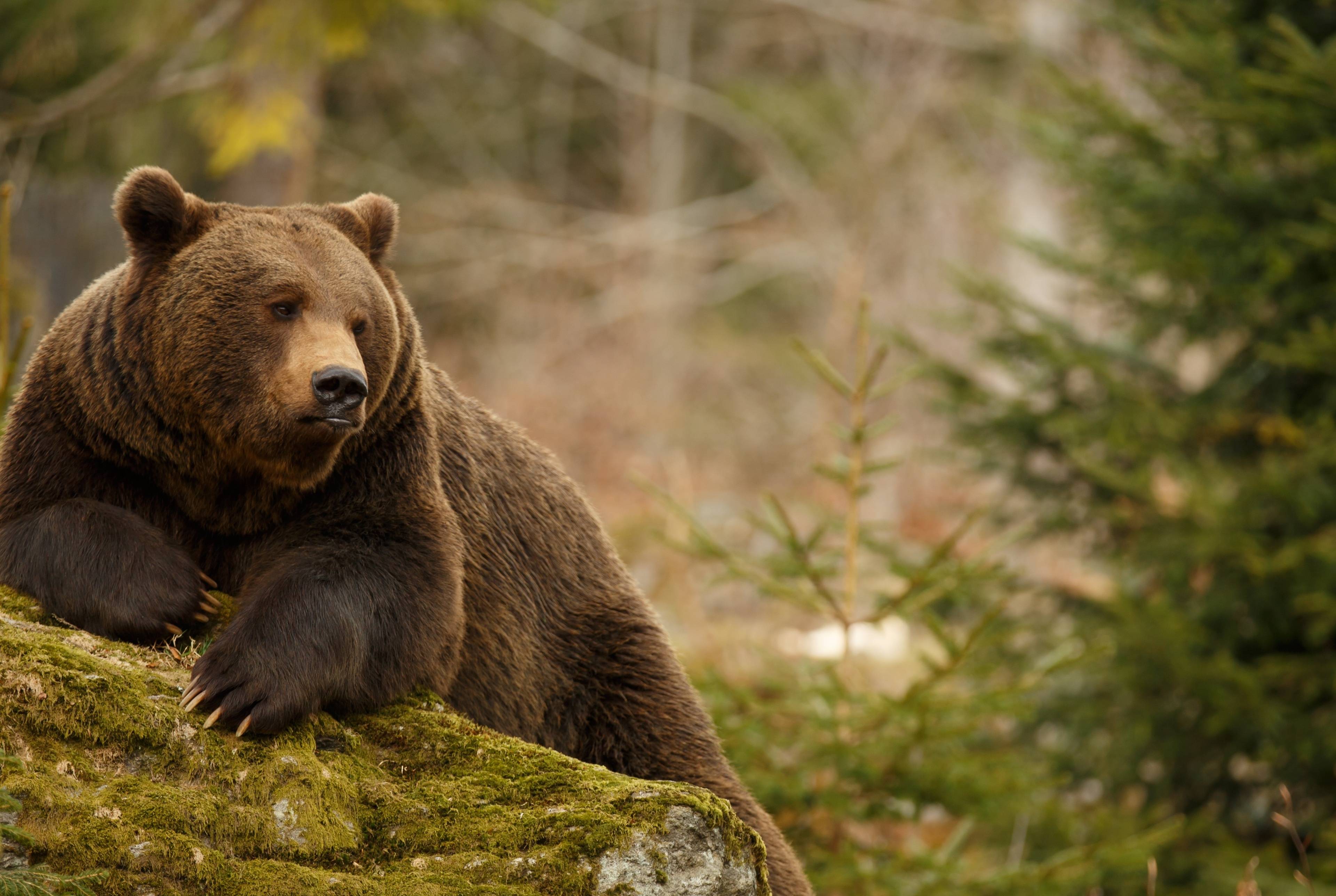 Family Road Trip: Discover the Wildlife