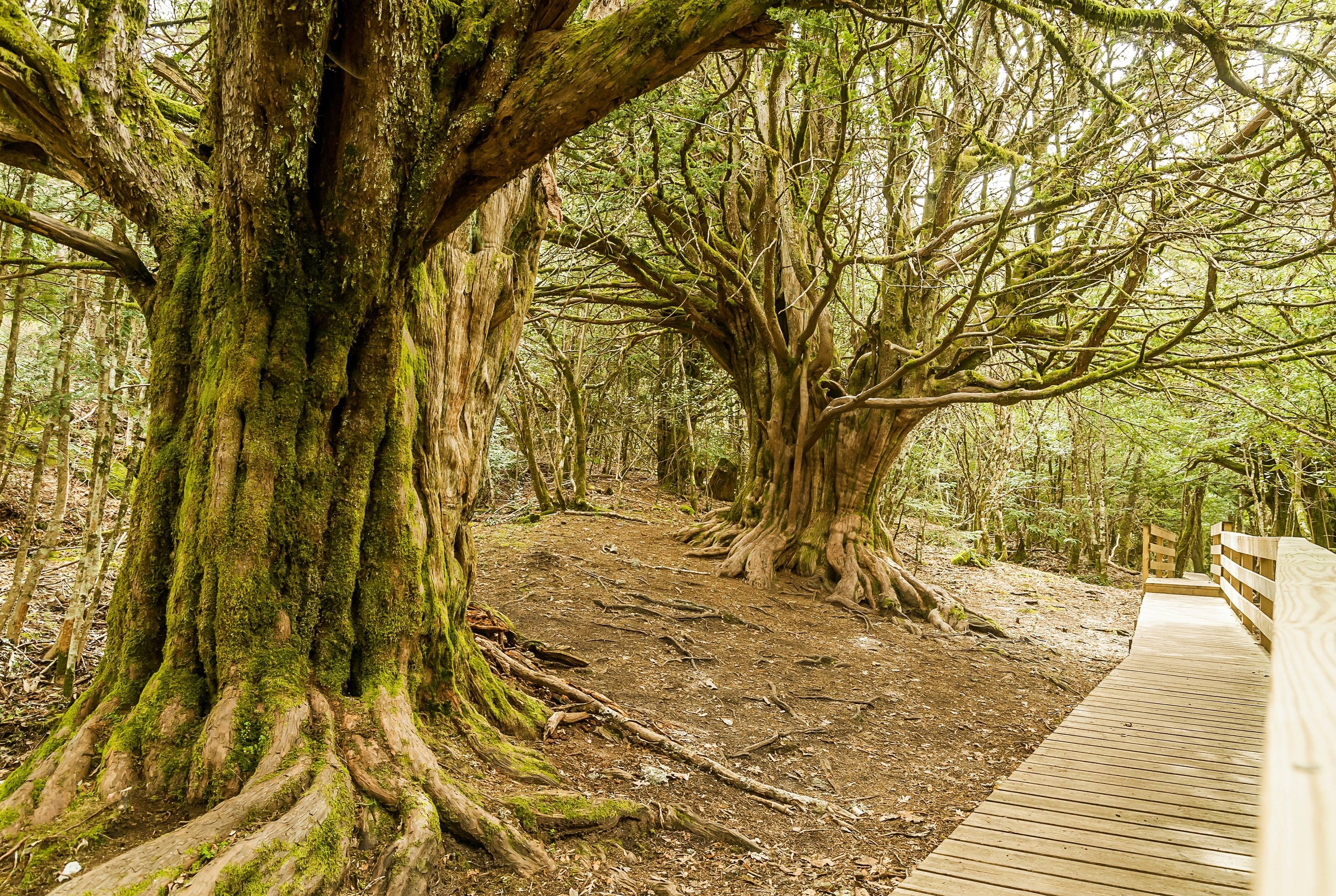 Enchanted Forests, a Lake, Castles and Big-Headed Giants