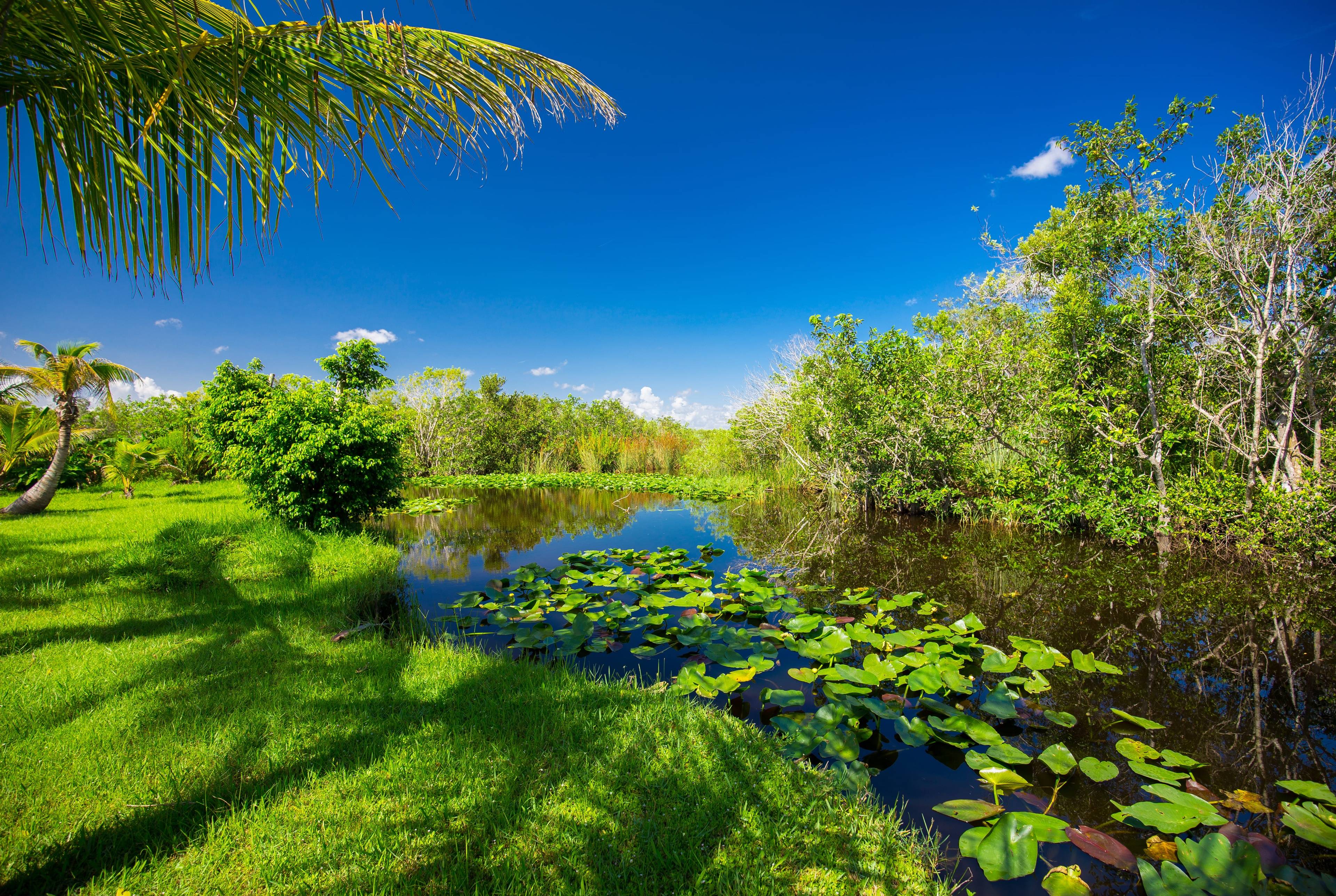 Get Wild in the Everglades