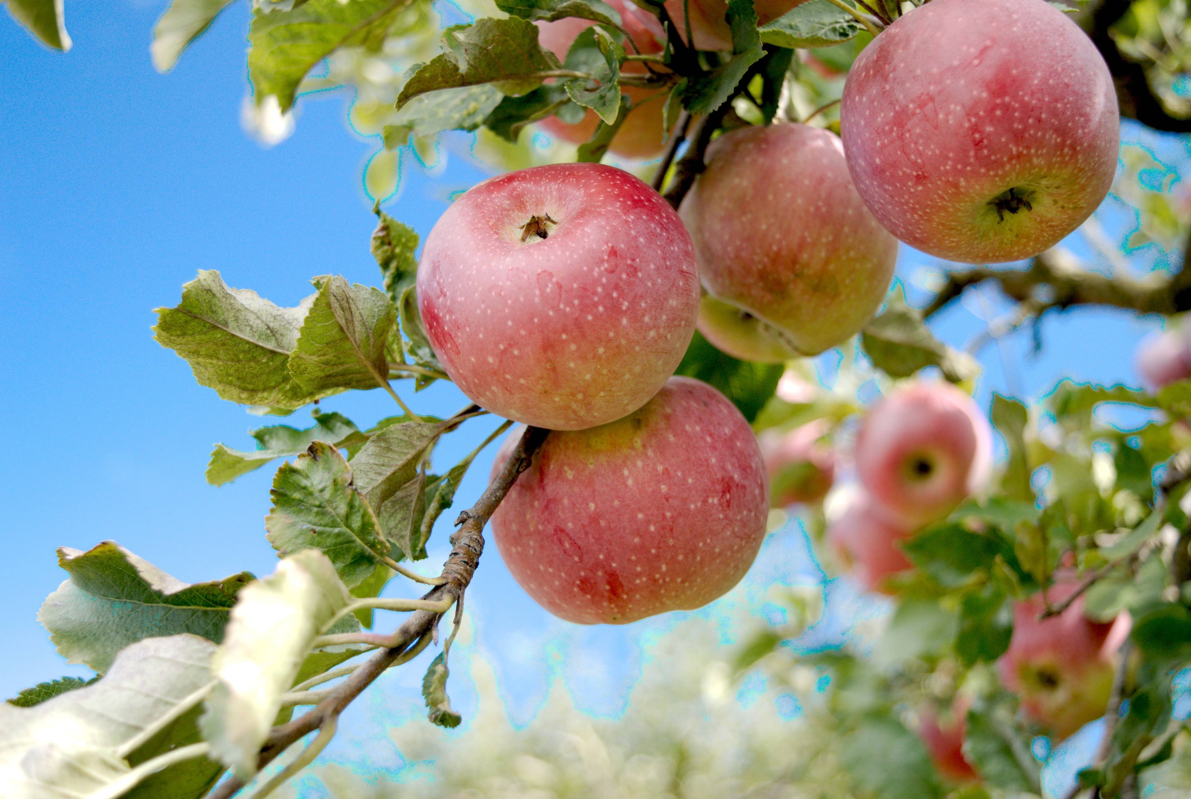 The Fruit Trip! 