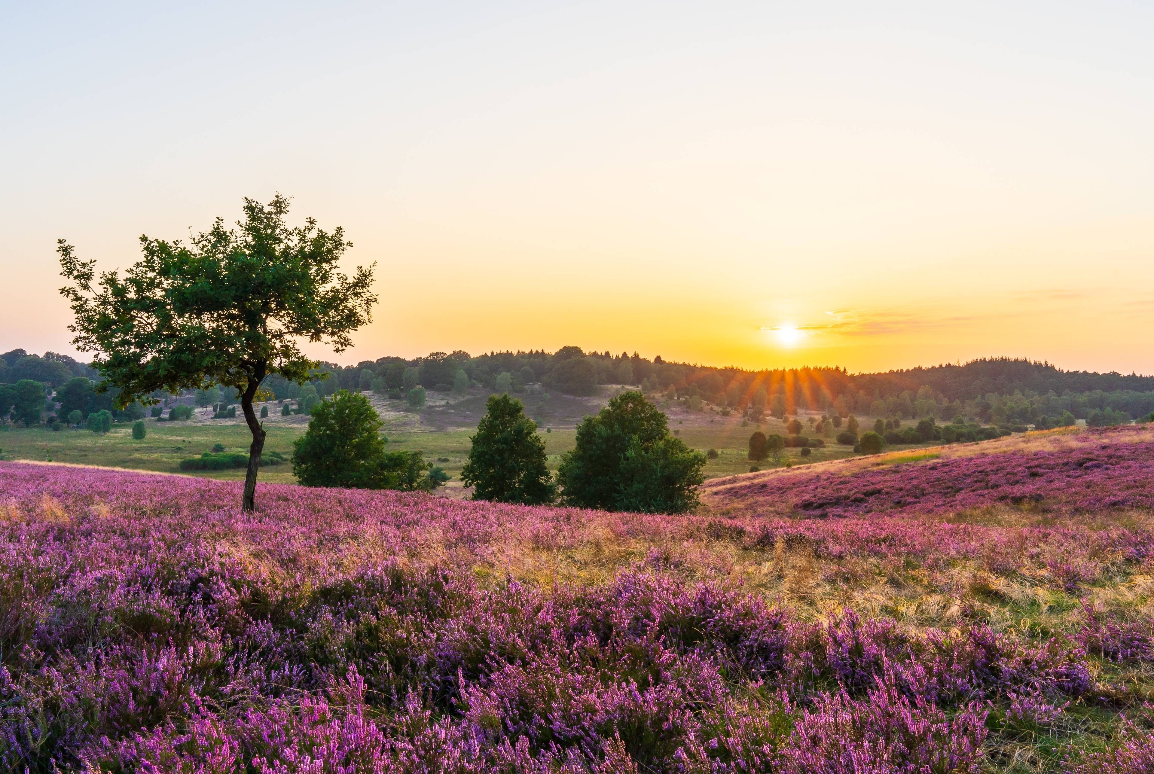 Luneburger Heide National Park: A Family Day Out