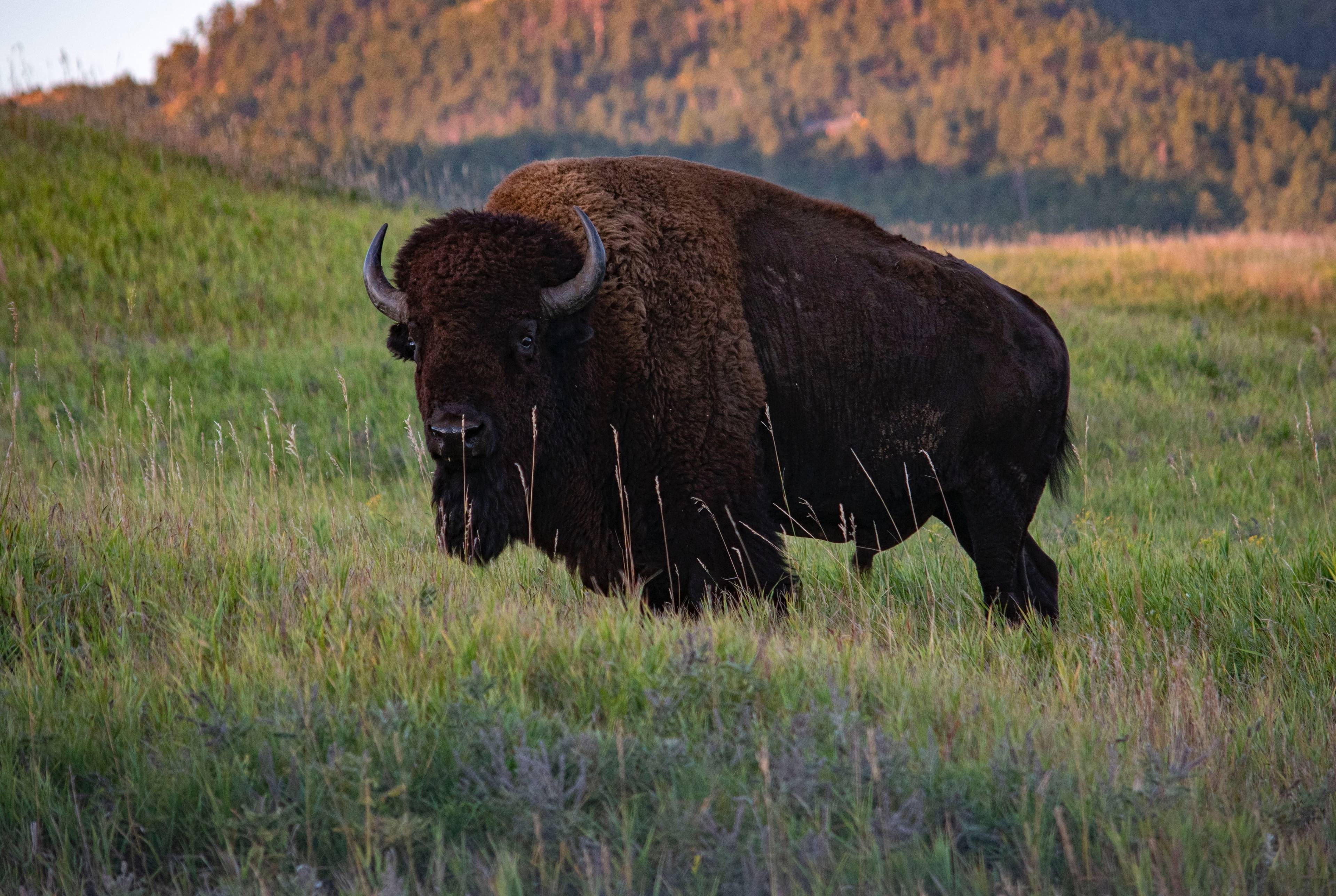 Weekend with children: bison and rare cars in the vicinity of St. Petersburg