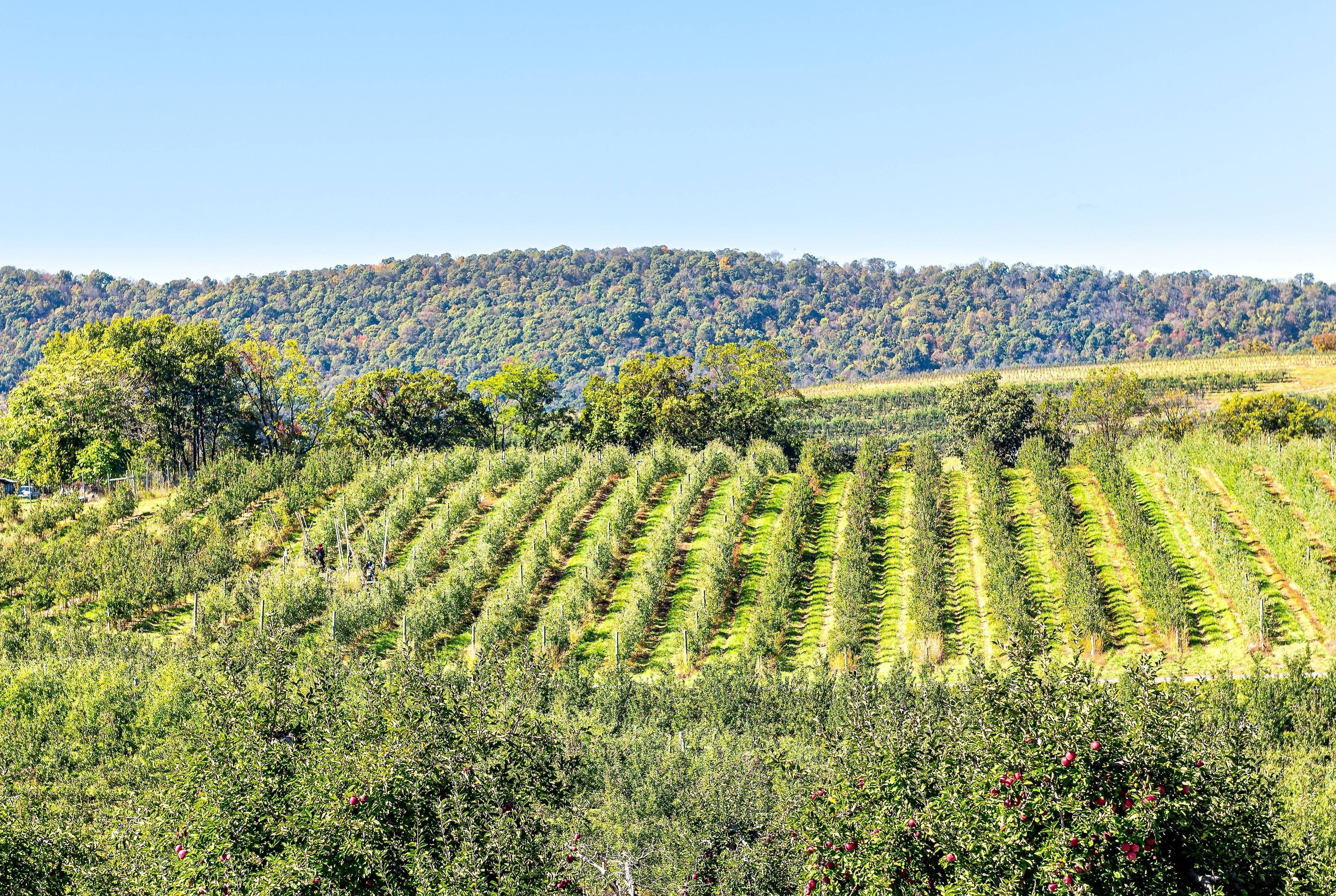 Oak Glen Day Road Trip: Explore the Farms and Mountains