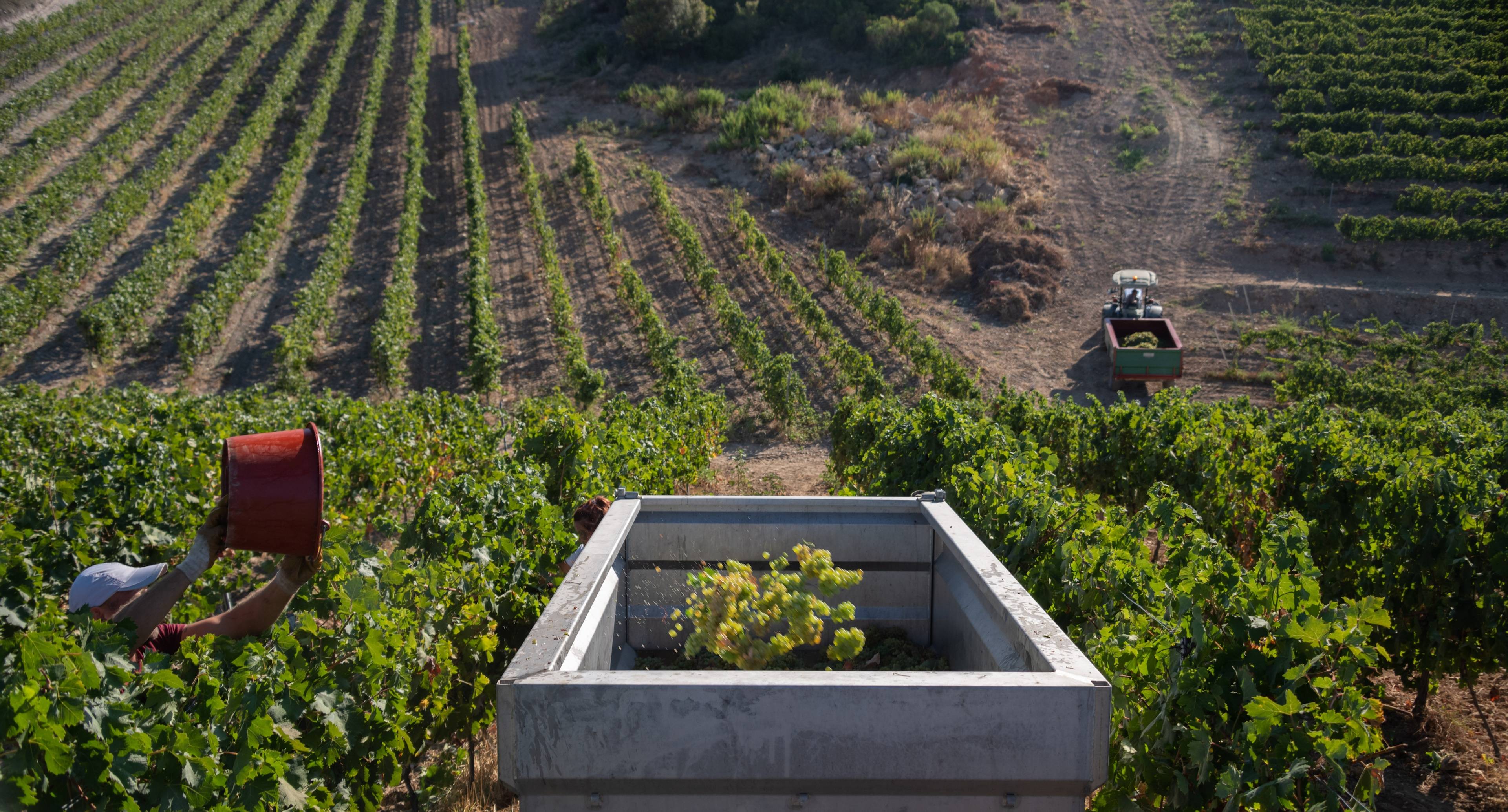 Alla scoperta degli straordinari vini del Capo Corso