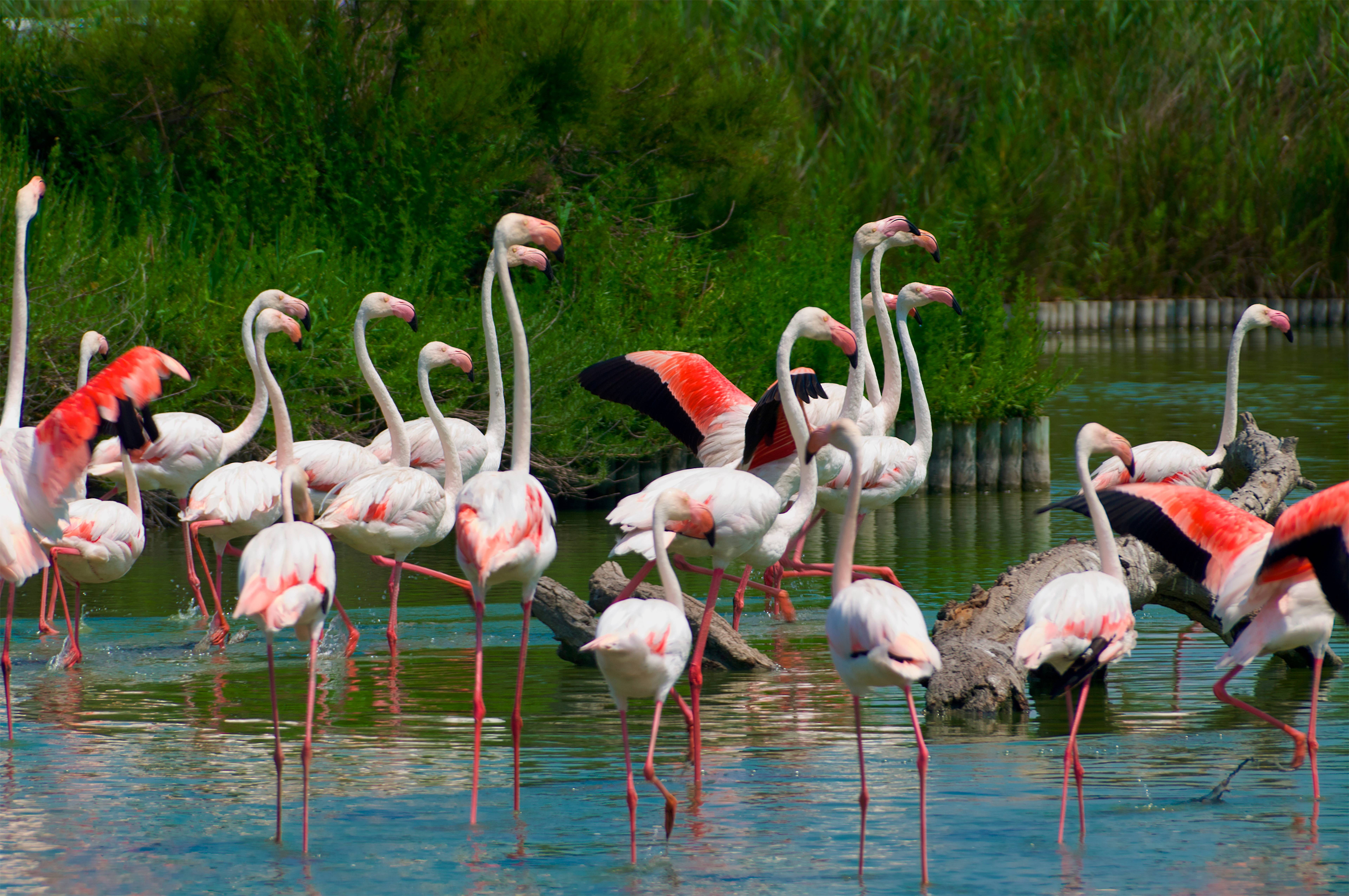 Parc d'oiseaux de Villars les Dombes