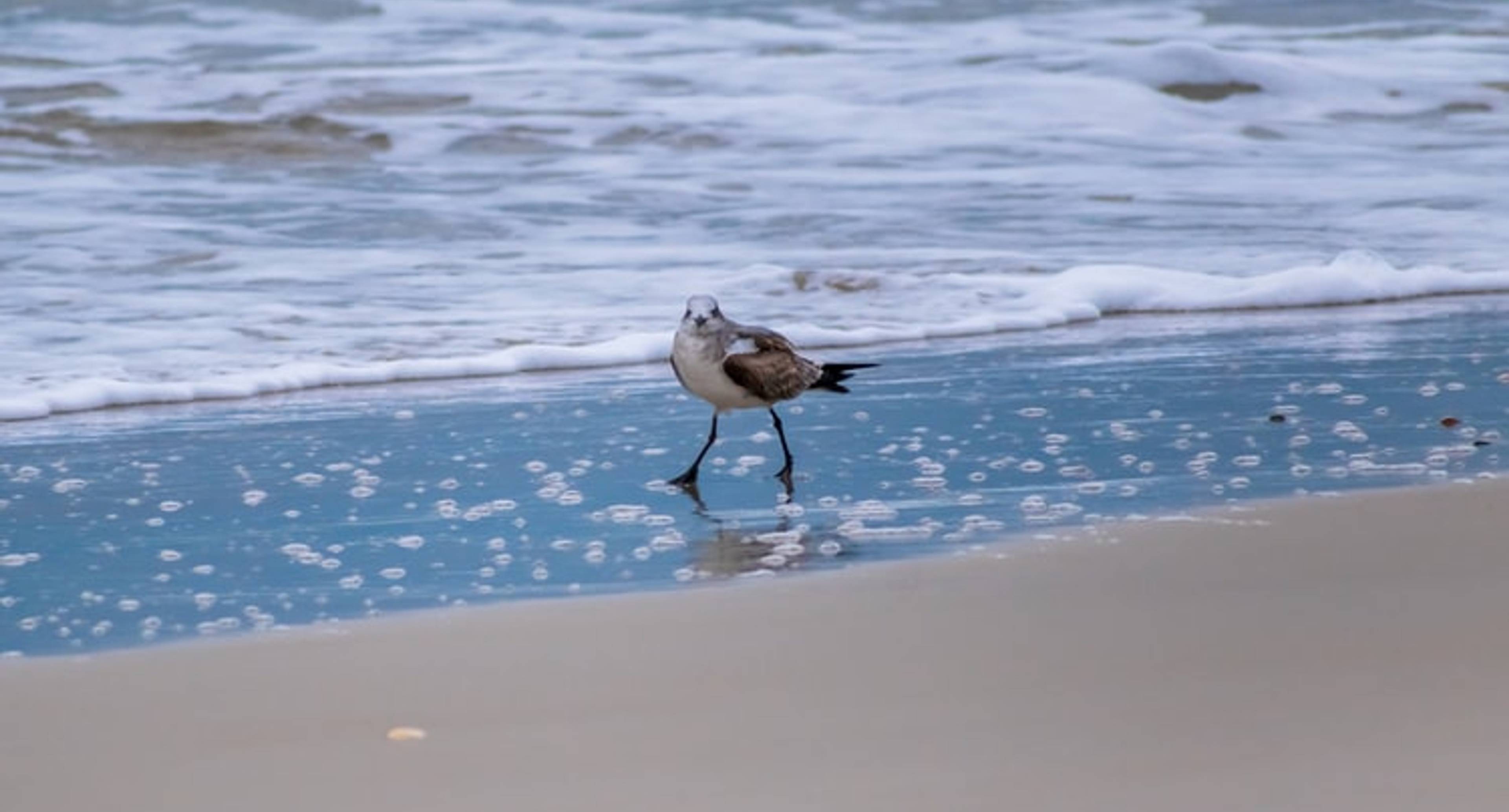 Topsail Island