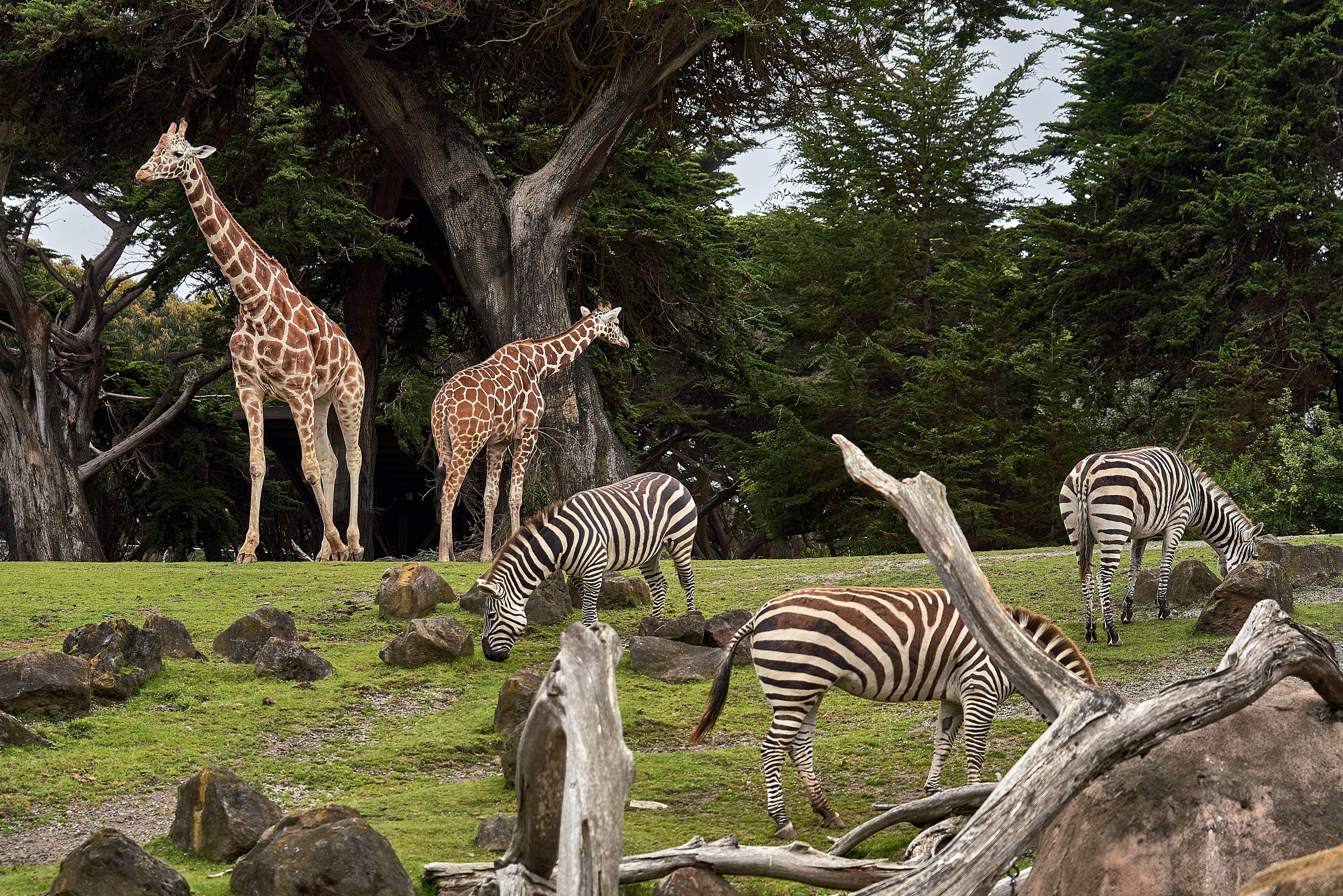 Zoológico de San Diego