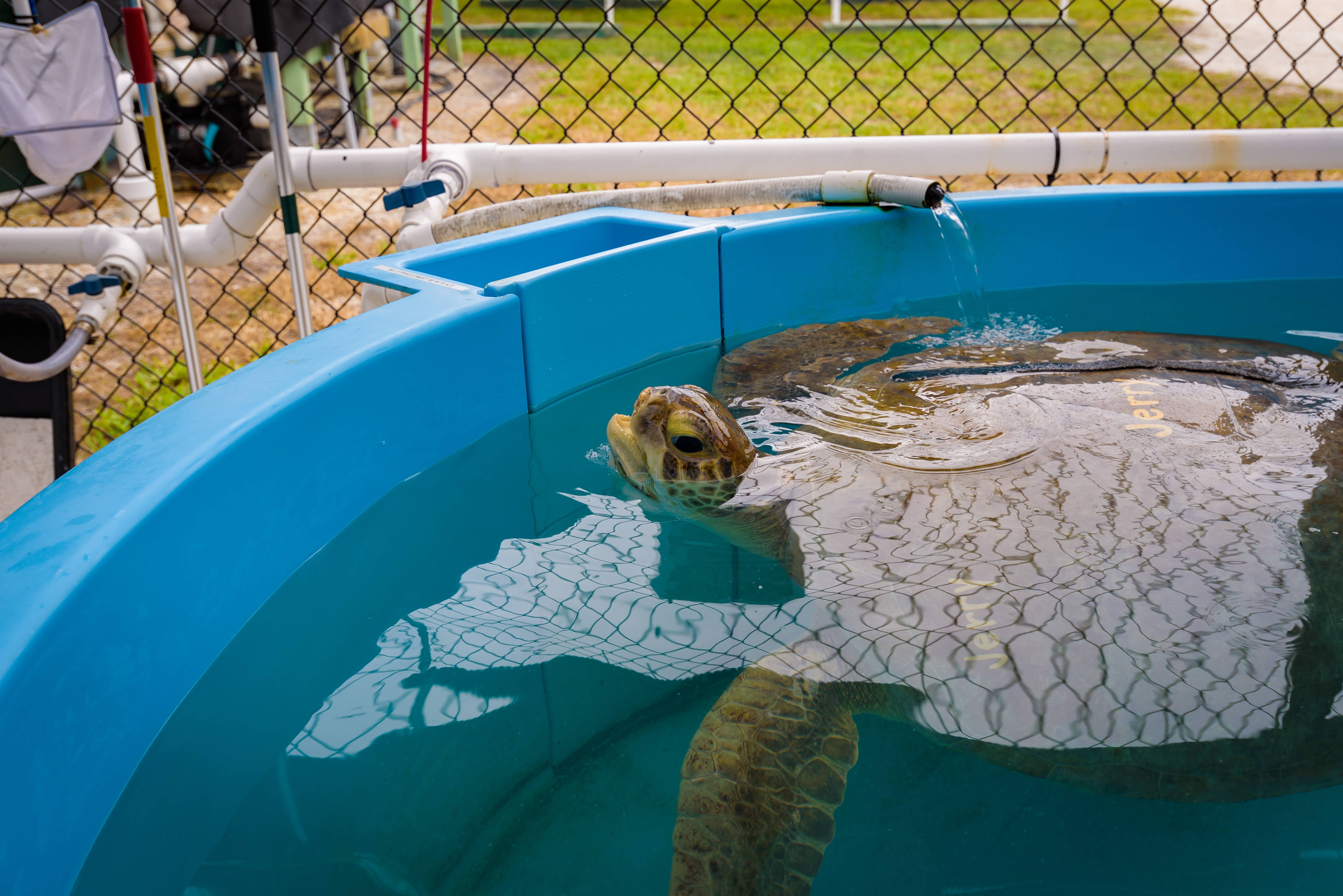 Turtle Hospital