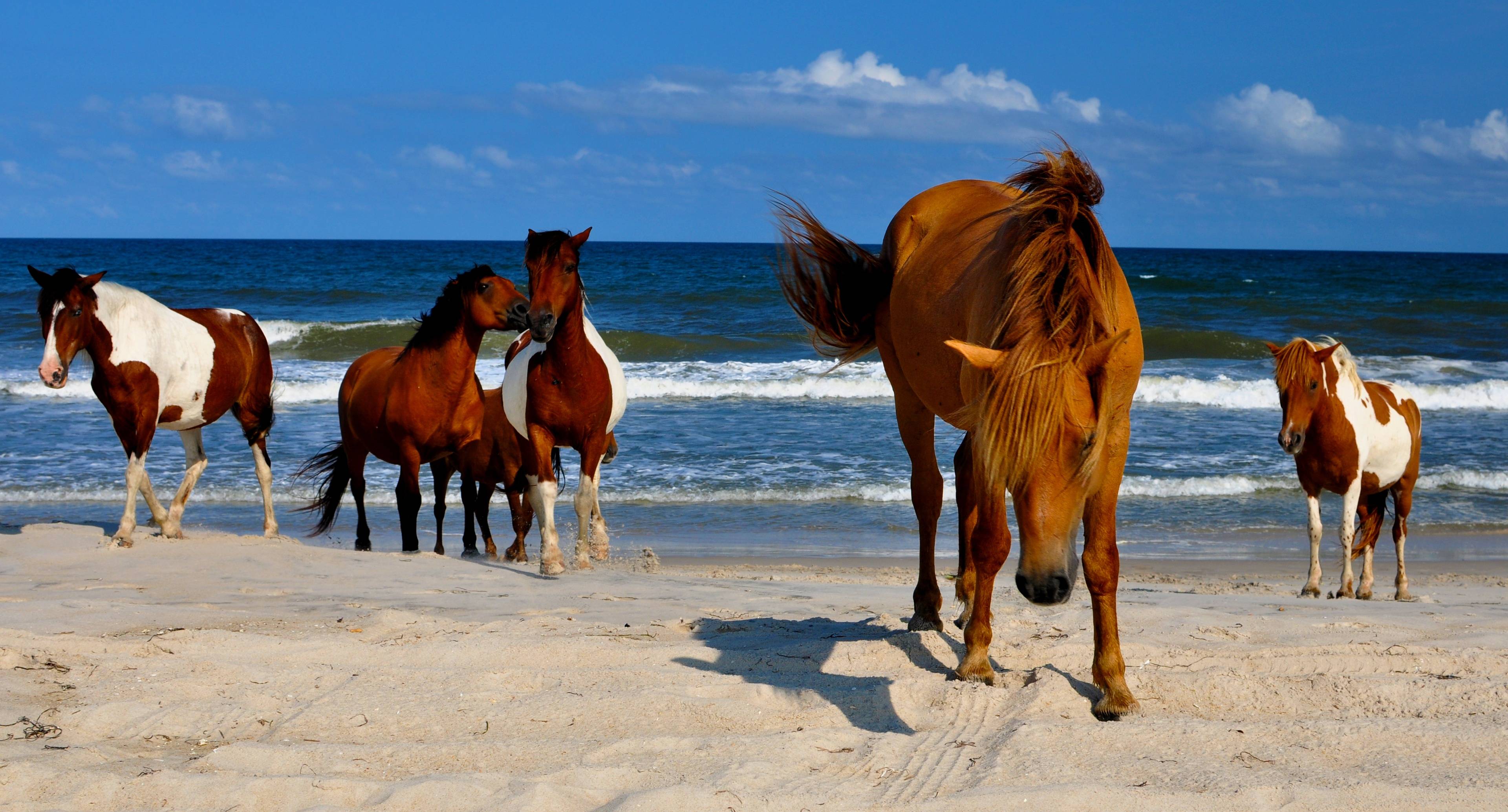 Assateague Island: Sandy Beaches, Salt Marshes, and Wild Horses