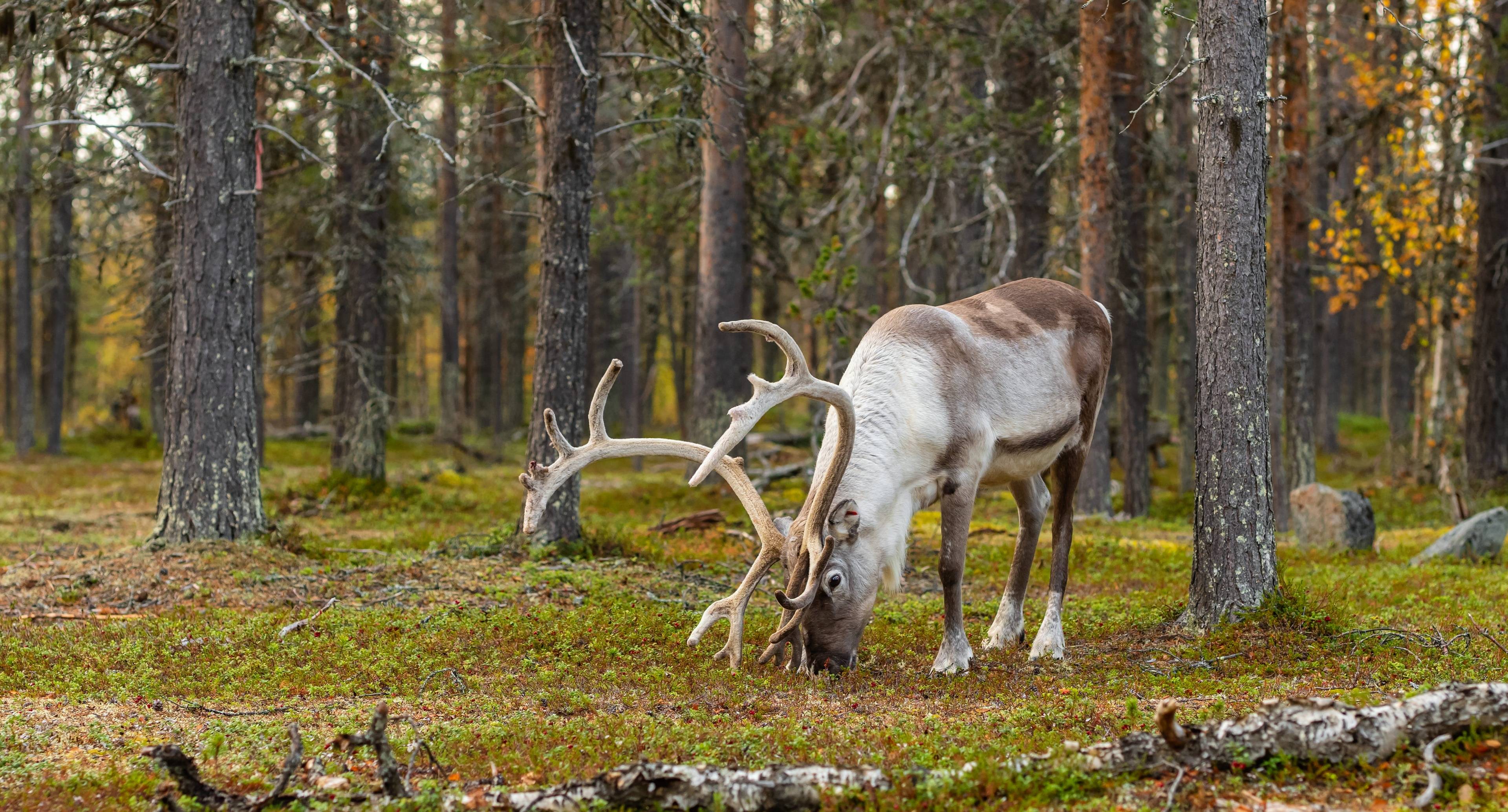 Knocking on Nature's Door