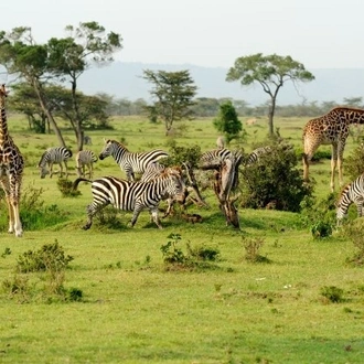 tourhub | Nomad Explorer Tours | 4-Day Serengeti & Ngorongoro Crater Camping Safari 