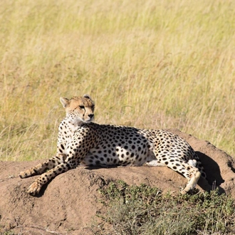 tourhub | Tanzania Royal Tours and Safaris | 3 Days Tanzania Serengeti private Camping Royal Tour 