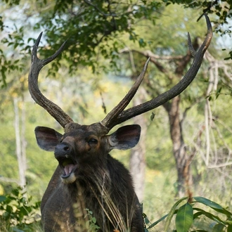 tourhub | Go Book Tours | Bandhavgarh Luxury Wildlife Tour Package 