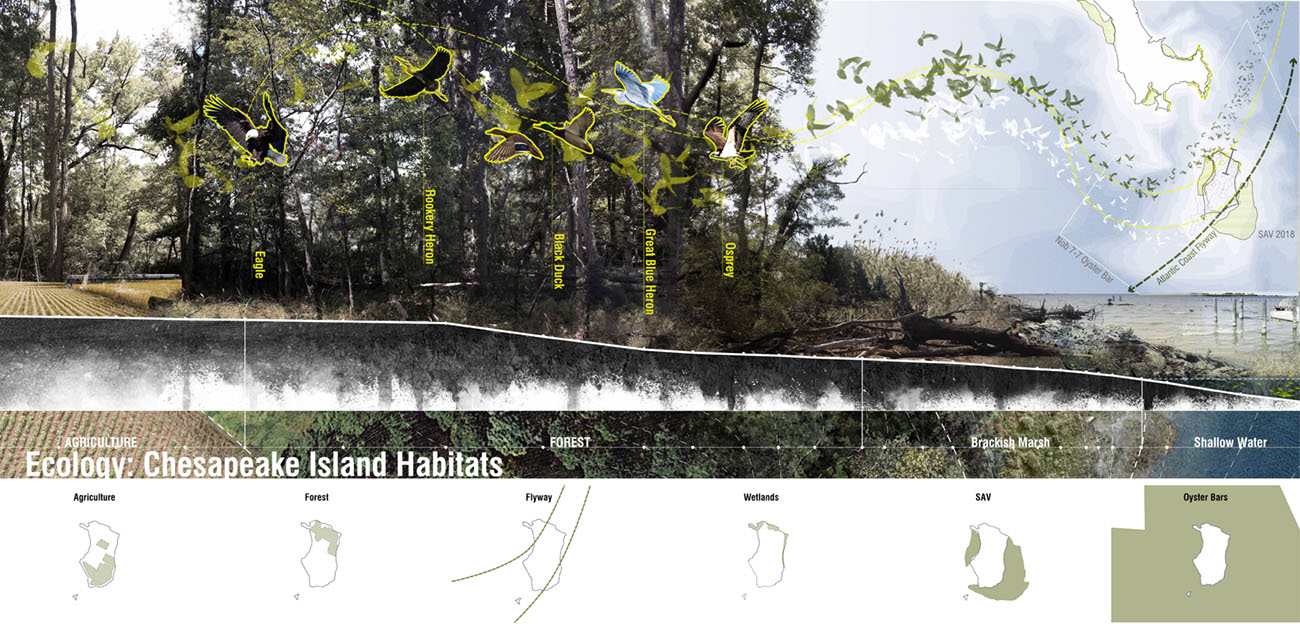 Ecology: Chesapeake Island Habitats 
