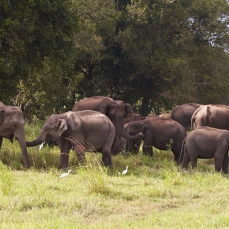 tourhub | Aitken Spence Travels | Connected to the Wild, Private Tour  