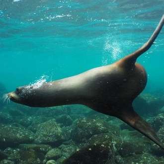 tourhub | Rebecca Adventure Travel |  8-Day Galapagos Island Hopping Superior: Kicker Rock, Los Tuneles, Local Flight 