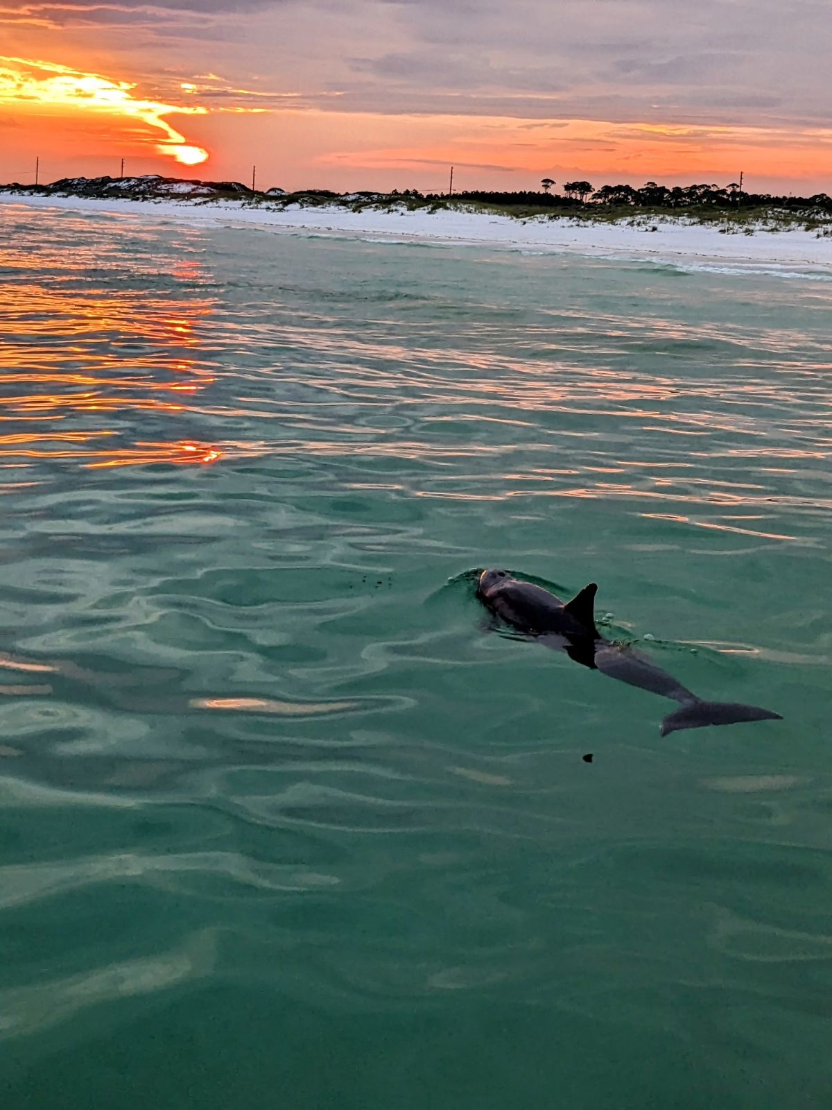 Non-Private Sunset and Dolphin Cruise