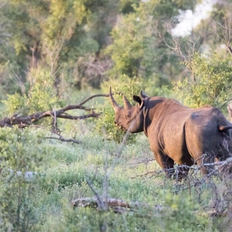 tourhub | Intrepid Travel | Kruger Lodge Experience (3 days) 