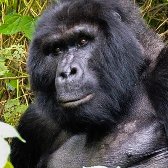 tourhub | Bamba Travel | Gorillas & Volcanoes Safari 6D/5N 