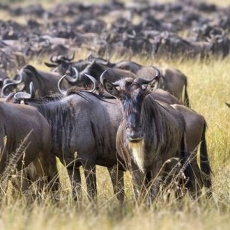 tourhub | Widerange African Safaris | 5 Days Popular Tanzania Serengeti migration Safari Tour in Southern Ndutu 