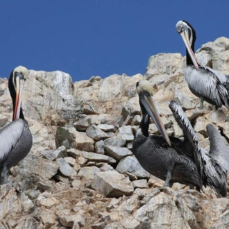 tourhub | Bamba Travel | Ballestas Islands & Sand-Boarding Adventure 2D/1N 