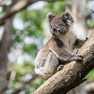 tourhub | Intrepid Travel | One Week from Sydney to Brisbane 