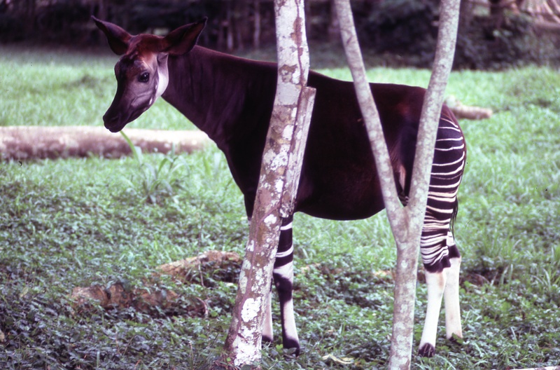 Okapi Epulu 90jpg