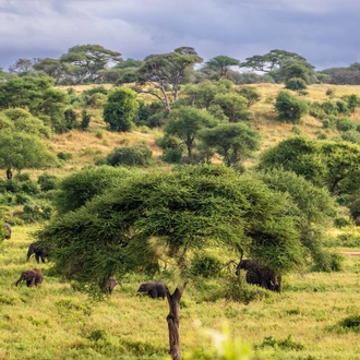 tourhub | Beach and Safari Holidays | Tarangire National Park, Optional Activity Day + Ngorongoro Crater + Manyara N.P. 