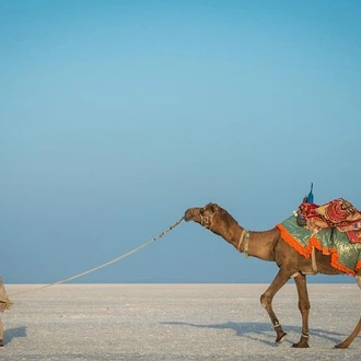 tourhub | Agora Voyages | Bhuj, Narayan Sarovar Sanctuary & White Rann of Kutch Tour 