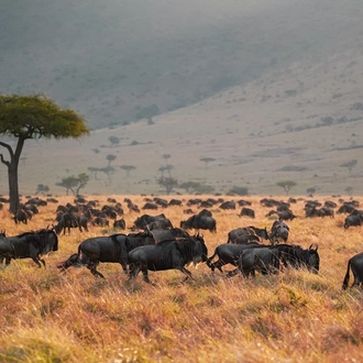 tourhub | Royal Private Safaris | 8 Days Bush To Beach Kenya Safari 