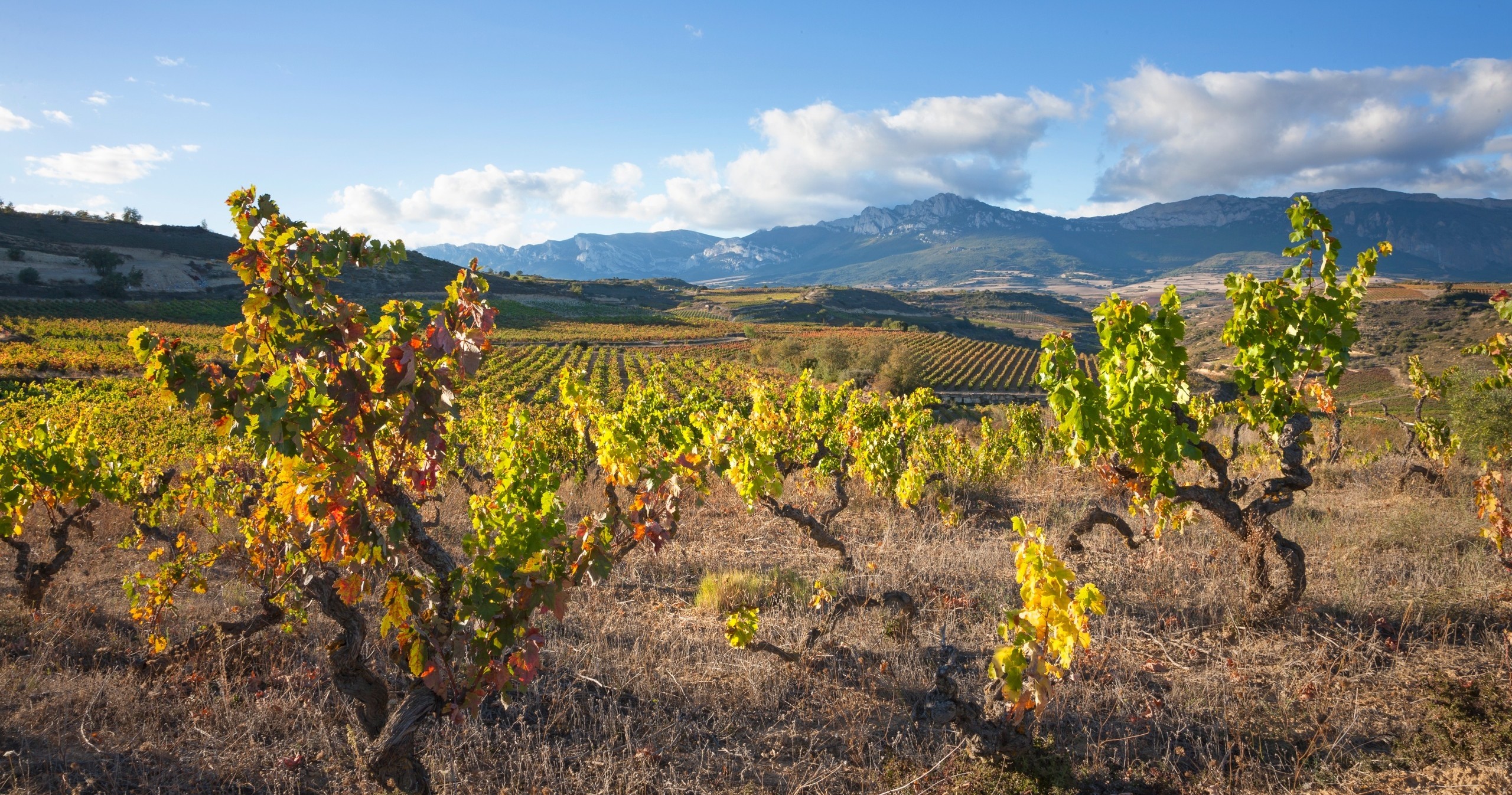 Tour de Vinos Rioja: Bodega y Almuerzo Tradicional desde Bilbao en Semi-Privado con Recogida - Acomodações em Bilbau 