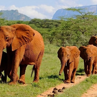 tourhub | Gracepatt Ecotours Kenya | 14-Days Kenya and Tanzania Camping Safari from Nairobi 