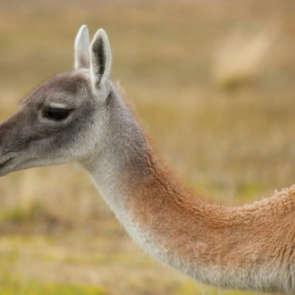 tourhub | Exodus Adventure Travels | Patagonian Highlights 