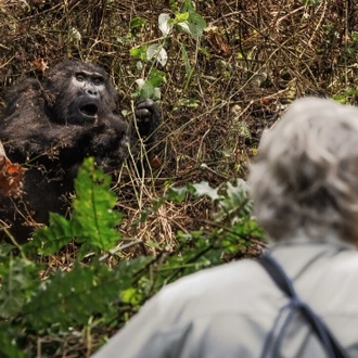 tourhub | Intrepid Travel | Rwanda Gorilla Naming Ceremony & Uganda 