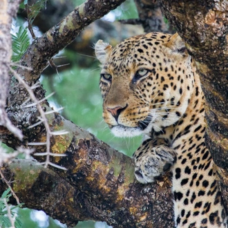 tourhub | Zara Tanzania Adventures | 5-Days Experience Tanzania Luxury Safari 