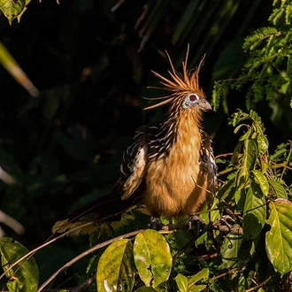 tourhub | Bamba Travel | Puerto Maldonado Amazon Superior Lodge 5D/4N (from Puerto Maldonado) 