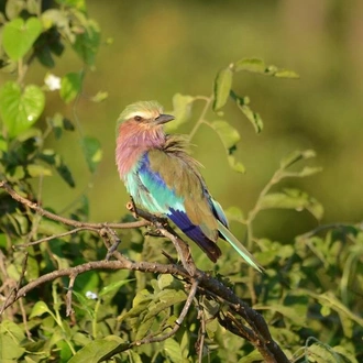 tourhub | G Adventures | Journeys: Botswana & Zimbabwe Safari 