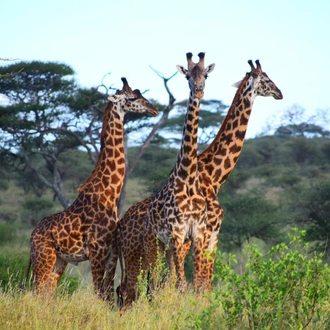 tourhub | Widerange African Safaris | 2 Days Tanzania sharing budget camping tour package 