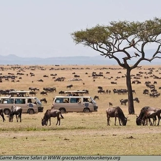 tourhub | Gracepatt Ecotours Kenya | 4 Days Masai Mara Lodge Safari on 4x4 Land Cruiser Jeep 