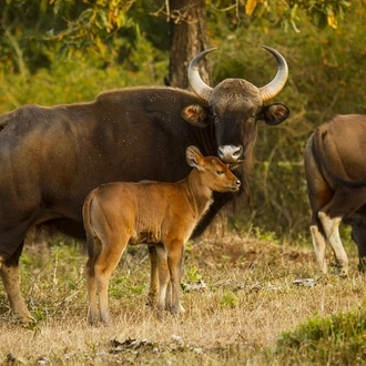 tourhub | Agora Voyages | Bangalore to Nagarhole National Park Expedition 