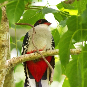 tourhub | Cuban Adventures | Birdwatching Western Cuba 