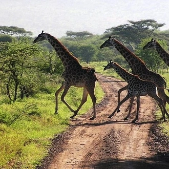 tourhub | Gracepatt Ecotours Kenya | 14-Days Kenya and Tanzania Camping Safari from Nairobi 