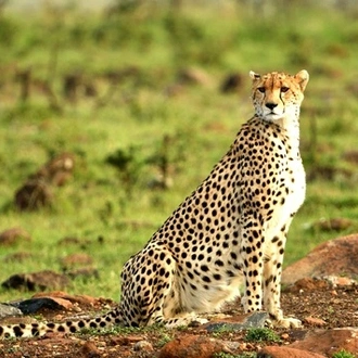 tourhub | Tilman Safaris | Kenya Wildlife Safari 