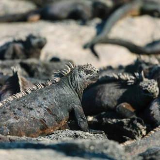 tourhub | Intrepid Travel | Galapagos Island Hopping 