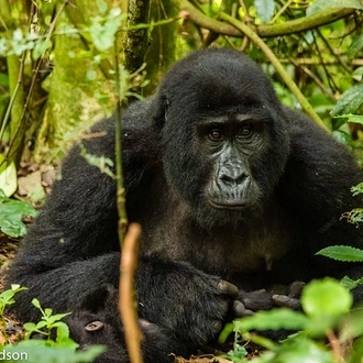 tourhub | Verdoro Safaris | Gorilla Habituation Uganda Safari 